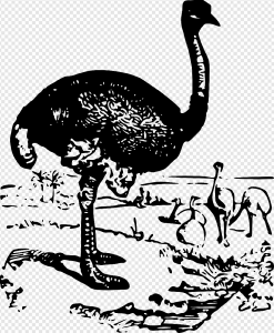 Ostrich PNG Transparent Images Download