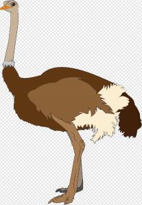 Ostrich PNG Transparent Images Download