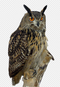 Owl PNG Transparent Images Download