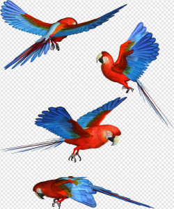Parrot PNG Transparent Images Download