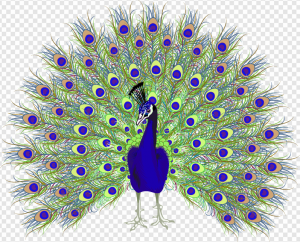 Peacock PNG Transparent Images Download