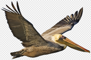 Pelican PNG Transparent Images Download