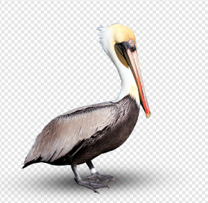 Pelican PNG Transparent Images Download