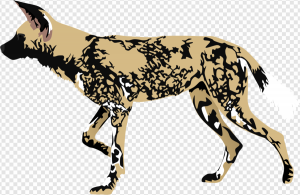African Wild Dog PNG Transparent Images Download