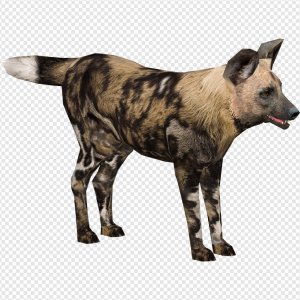 African Wild Dog PNG Transparent Images Download
