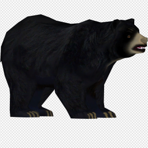 American Black Bear PNG Transparent Images Download