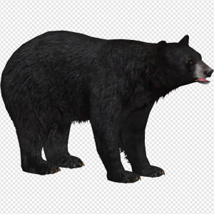American Black Bear PNG Transparent Images Download