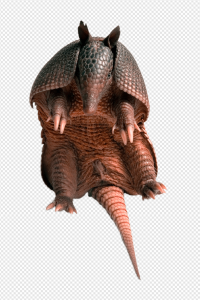 Armadillo PNG Transparent Images Download