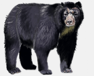 Asian Black Bear PNG Transparent Images Download
