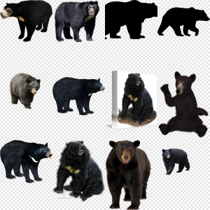 Asian Black Bear PNG Transparent Images Download