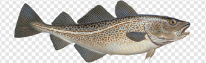 Atlantic Cod PNG Transparent Images Download