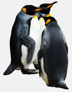 Penguin PNG Transparent Images Download
