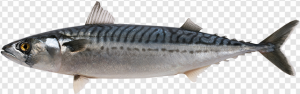 Atlantic Mackerel PNG Transparent Images Download