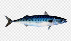 Atlantic Mackerel PNG Transparent Images Download