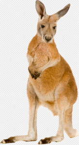 Australia Kangaroo PNG Transparent Images Download