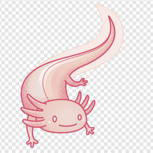 Axolotl PNG Transparent Images Download