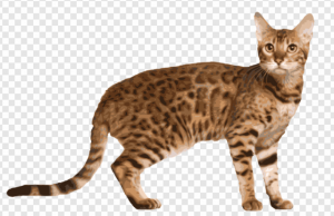 Bengal Cat PNG Transparent Images Download