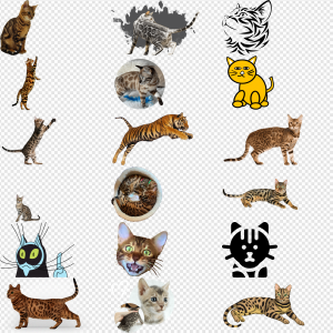 Bengal Cat PNG Transparent Images Download