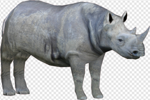 Black Rhinoceros PNG Transparent Images Download