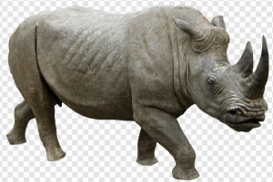 Black Rhinoceros PNG Transparent Images Download