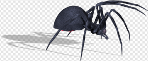 Black Widow Spider PNG Transparent Images Download