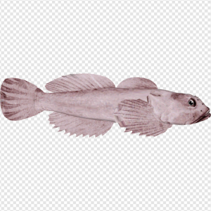 Blob Fish PNG Transparent Images Download