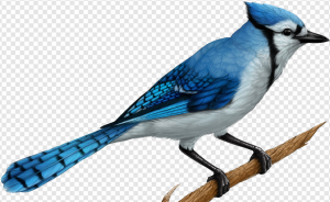 Blue Jay PNG Transparent Images Download
