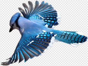 Blue Jay PNG Transparent Images Download