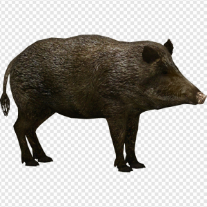 Pig PNG Transparent Images Download