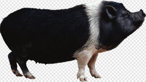 Pig PNG Transparent Images Download