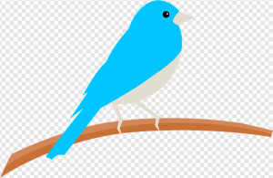 Bluebird PNG Transparent Images Download
