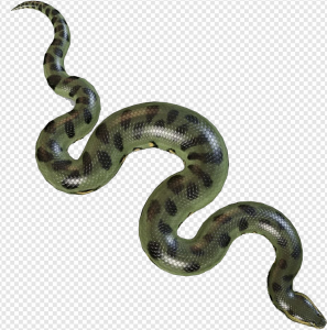 Boa Constrictor PNG Transparent Images Download
