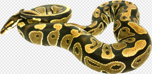 Boa Constrictor PNG Transparent Images Download