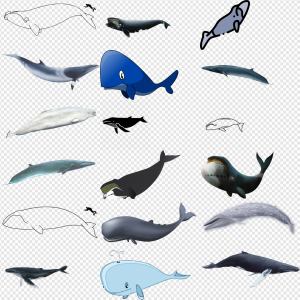 Bowhead Whale PNG Transparent Images Download