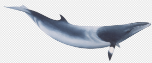 Bowhead Whale PNG Transparent Images Download