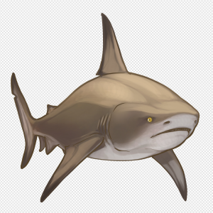 Bull Shark PNG Transparent Images Download