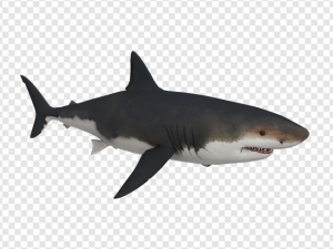 Bull Shark PNG Transparent Images Download
