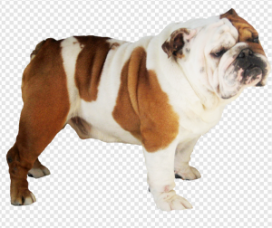 Bulldog PNG Transparent Images Download