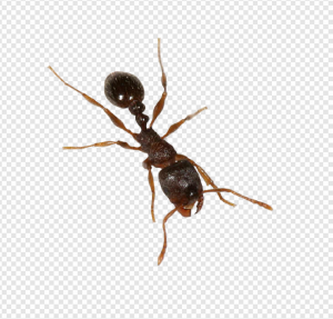 Carpenter Ant PNG Transparent Images Download