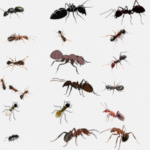 Carpenter Ant PNG Transparent Images Download