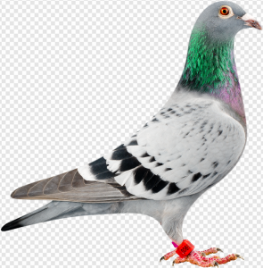 Pigeon PNG Transparent Images Download