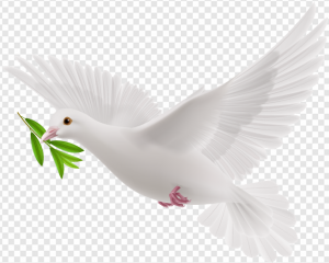 Pigeon PNG Transparent Images Download