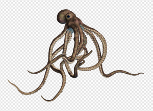 Cephalopod PNG Transparent Images Download