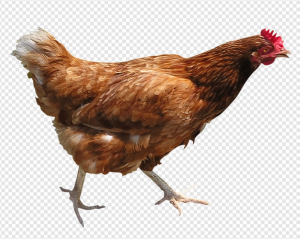 Chick PNG Transparent Images Download