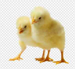 Chick PNG Transparent Images Download