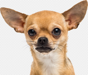 Chihuahua PNG Transparent Images Download