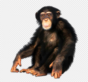 Chimpanzee PNG Transparent Images Download