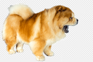 Chow Chow PNG Transparent Images Download