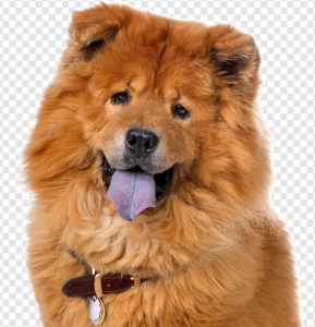Chow Chow PNG Transparent Images Download