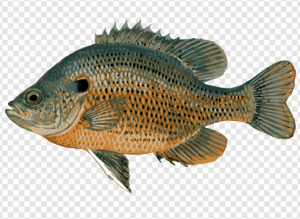 Common Bream PNG Transparent Images Download